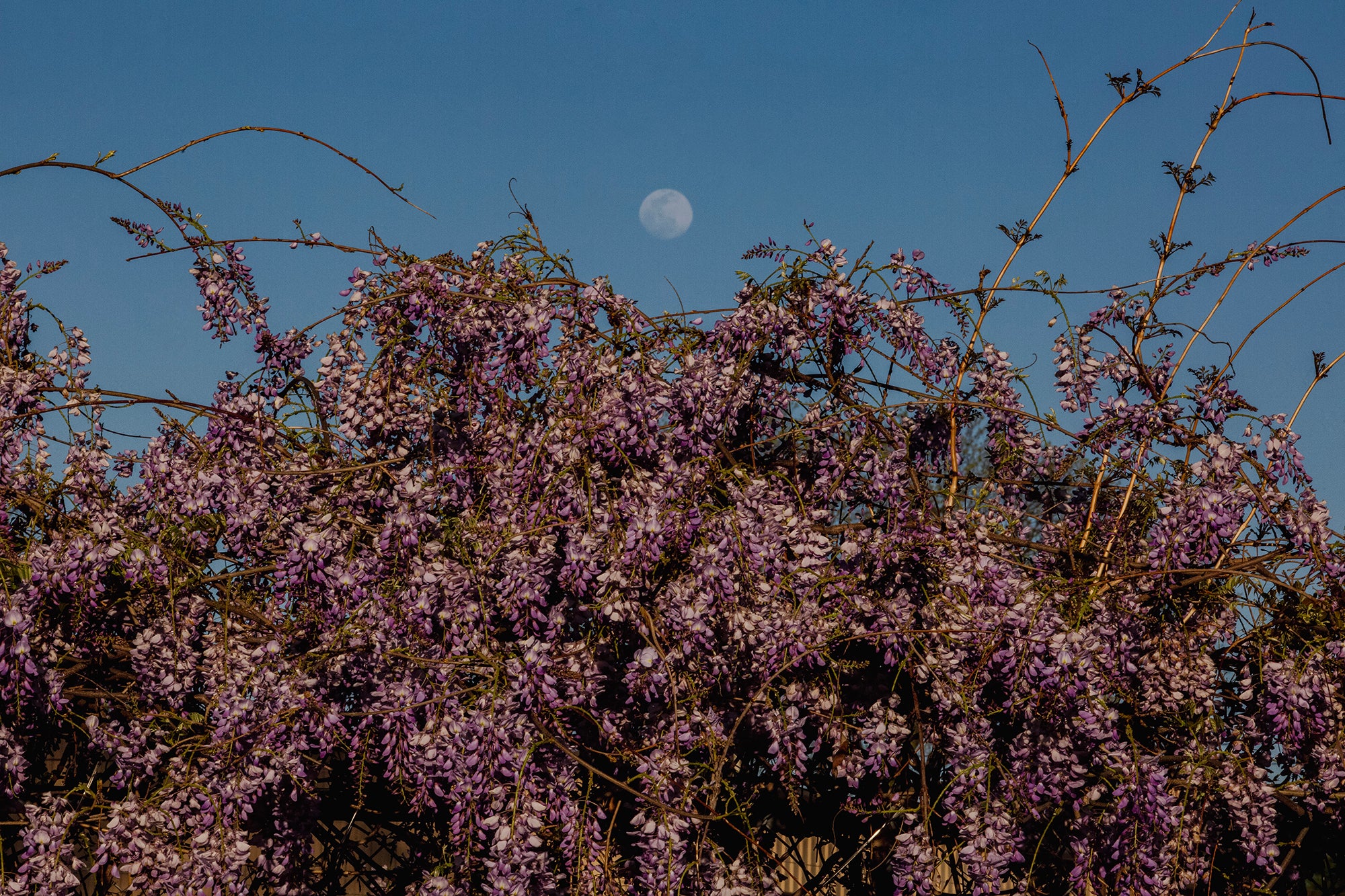 Wisteria